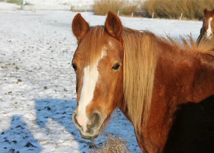 Appartement Am Deich Tumlauer Koog