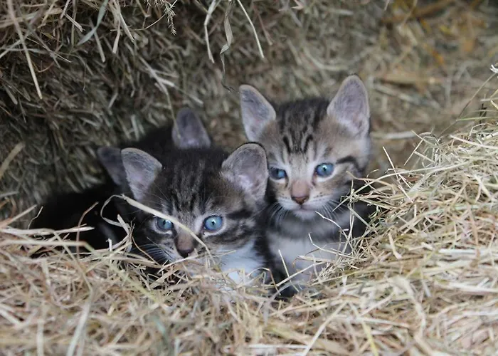 Am Deich Appartement Tumlauer Koog